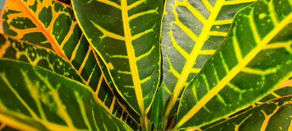 Zielone Liście Rodzima Roślinność Brazylijska — Zdjęcie stockowe