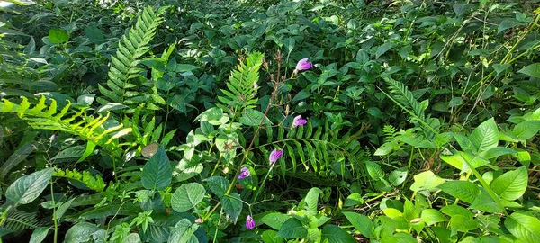 Feuillage Vert Végétation Indigène Brésil — Photo