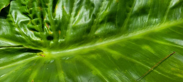 Dedaunan Hijau Dan Vegetasi Asli Brazil — Stok Foto