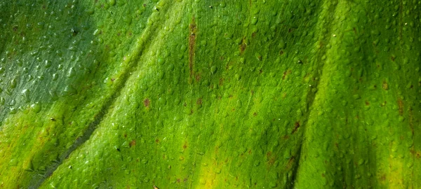 Grünes Laub Und Einheimische Vegetation Brasiliens — Stockfoto