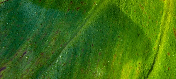 Green Foliage Native Vegetation Brazil —  Fotos de Stock