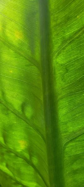 Green Foliage Native Vegetation Brazil —  Fotos de Stock