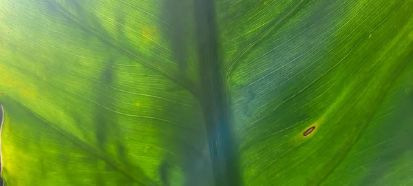 Feuillage Vert Végétation Indigène Brésil — Photo