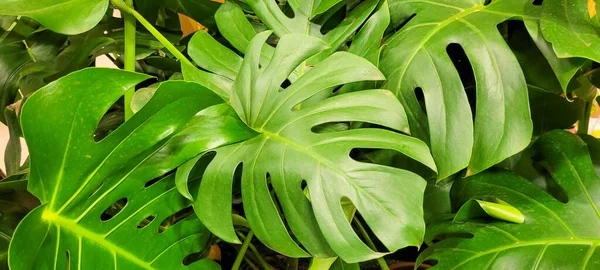 yeşil yapraklar ve Brezilya 'nın doğal bitkileri