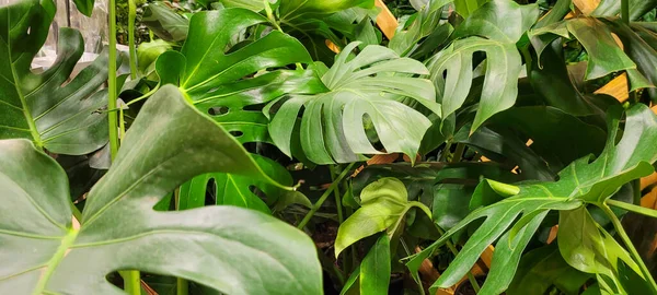 Green Foliage Native Vegetation Brazil — Fotografia de Stock