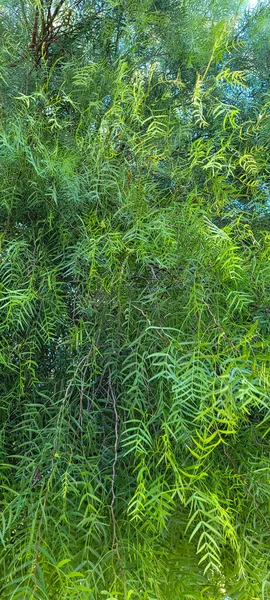 Fogliame Verde Vegetazione Nativa Del Brasile — Foto Stock