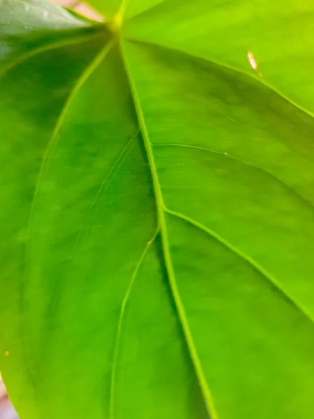 Зеленая Листва Местная Растительность Бразилии — стоковое фото