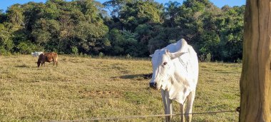 Brezilya 'nın kırsal kesimindeki tarım manzarası