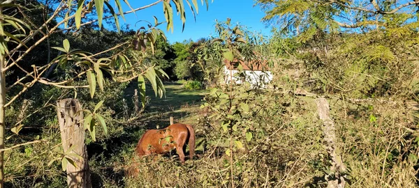 Vue Sur Paysage Agricole Dans Campagne Brésil — Photo