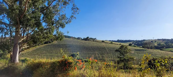 Farm Landscape View Countryside Brazil — Stockfoto