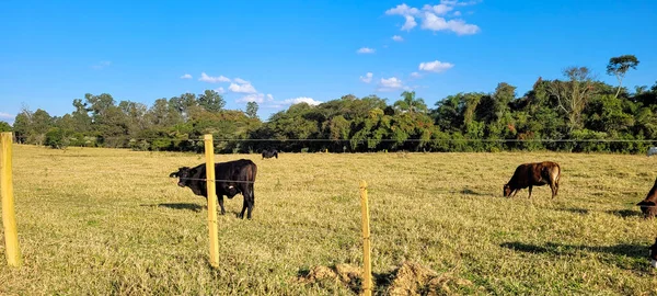 Farm Landscape View Countryside Brazil — Stock fotografie