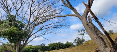 Brezilya 'nın kırsal kesimindeki tarım manzarası