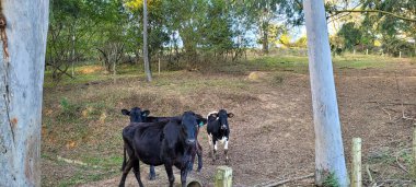 Brezilya 'nın kırsal kesimindeki tarım manzarası