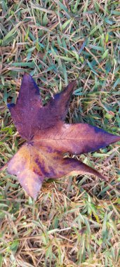 Kışın ortasında akçaağaç yapraklarının görüntüsü