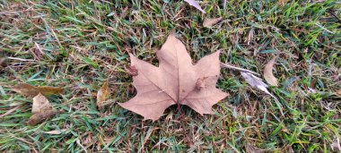 Kışın ortasında akçaağaç yapraklarının görüntüsü