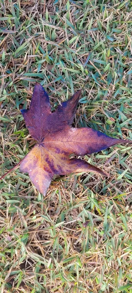 Image Maple Leaves Mid Autumn Winter — Photo