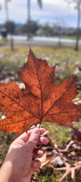 image of maple leaves in mid autumn winter