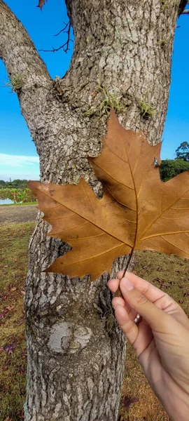 image of maple leaves in mid autumn winter