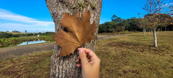 image of maple leaves in mid autumn winter