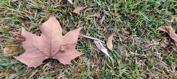 Image Maple Leaves Mid Autumn Winter — Photo
