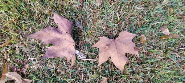 Image Maple Leaves Mid Autumn Winter — Photo