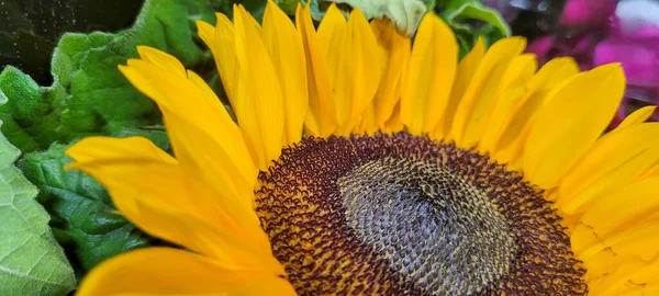 Colorful Flower Can Used Background — Stockfoto