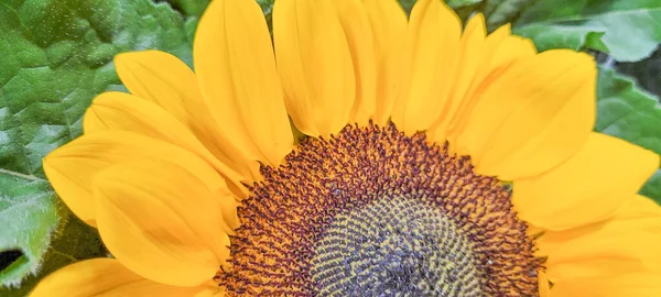 Colorful Flower Can Used Background — Stockfoto