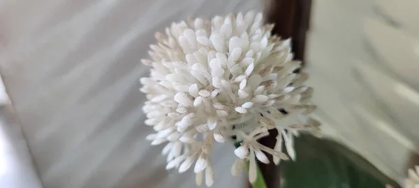 Fleur Colorée Qui Peut Être Utilisé Comme Fond — Photo