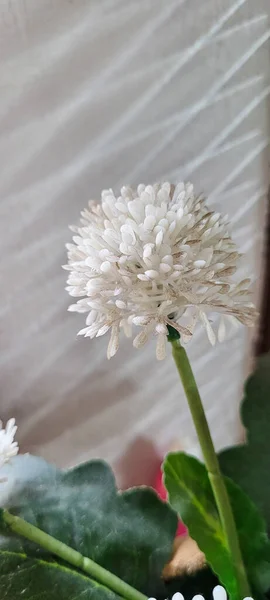 Πολύχρωμο Λουλούδι Που Μπορεί Χρησιμοποιηθεί Φόντο — Φωτογραφία Αρχείου
