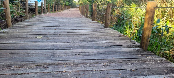 Venkovní Park Procházka Přírodou Kolem Brazilské — Stock fotografie