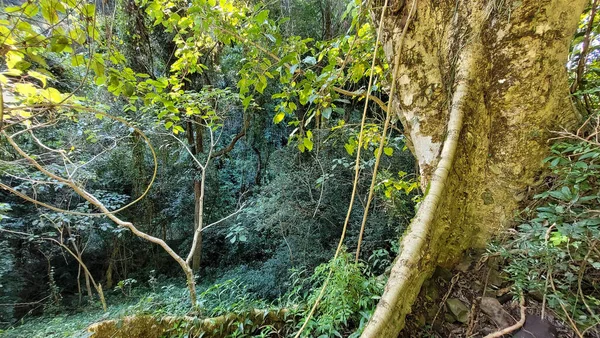 Parque Livre Passeio Com Natureza Redor Brasil — Fotografia de Stock