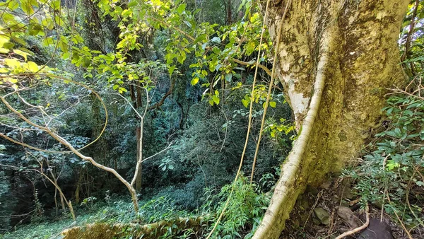 Parque Livre Passeio Com Natureza Redor Brasil — Fotografia de Stock