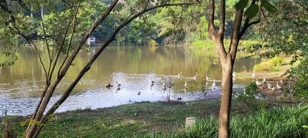 Promenade Dans Parc Extérieur Avec Nature Autour Brésil — Photo