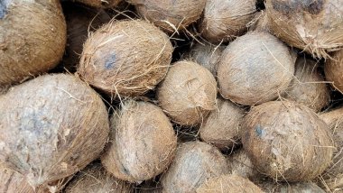 Arka plan olarak kullanılabilecek Brezilya pazarında satılık doğal hindistan cevizleri