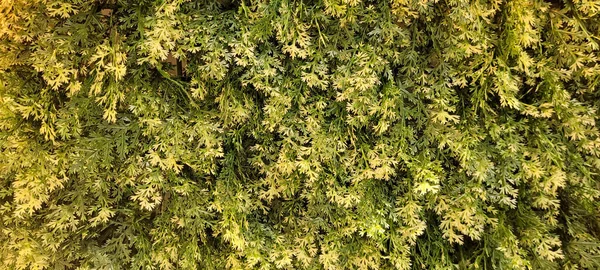 Зеленый Фон Газона Деревенской Текстурой Бразильского Изображения — стоковое фото