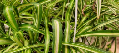 Yeşil yapraklar, doğal arka plan olarak kullanılabilen güzel tropikal bitkiler.