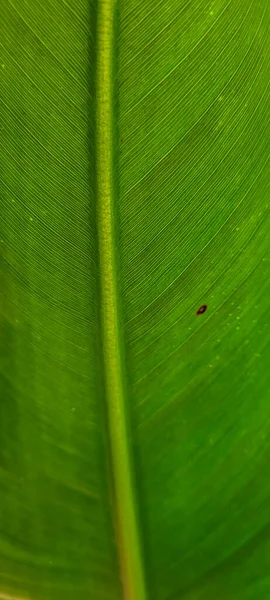 Green Leaves Beautiful Tropical Plants Can Used Natural Background — Stock Fotó