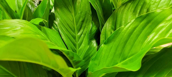 Πράσινα Φύλλα Όμορφα Τροπικά Φυτά Που Μπορούν Χρησιμοποιηθούν Φυσικό Υπόβαθρο — Φωτογραφία Αρχείου