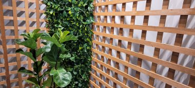 Yeşil yapraklar, doğal arka plan olarak kullanılabilen güzel tropikal bitkiler.