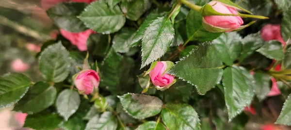 Fleurs Naturelles Aux Couleurs Vives Plantées Dans Des Vases — Photo