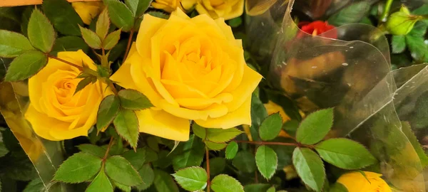 Természetes Virágok Élénk Színekkel Vázákba Ültetve — Stock Fotó