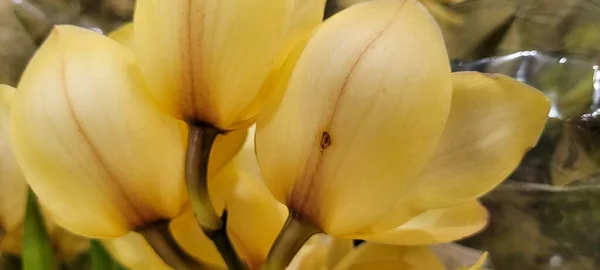 natural flowers with vibrant colors, planted in vases