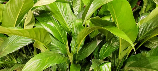 Green Leaves Beautiful Tropical Plants Can Used Natural Background —  Fotos de Stock
