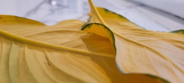 Yellow Green Foliage Brazilian Tropical Plant Can Used Textured Background — Φωτογραφία Αρχείου