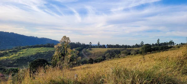 Rural Nature Landscape Interior Brazil Eucalyptus Farm Middle Nature Dirt — Stockfoto