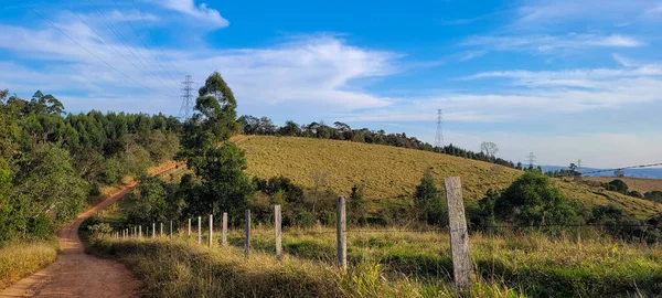 Rural Nature Landscape Interior Brazil Eucalyptus Farm Middle Nature Dirt — Stockfoto