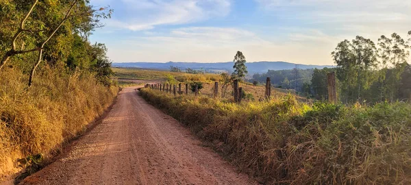 Eukalyptusplantage Sonniger Lage Auf Dem Land Brasiliens Einem Feldweg Mit — Stockfoto
