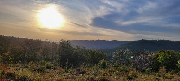 Eucalyptus Plantation Farm Sunny Day Countryside Brazil Dirt Road Its — Photo