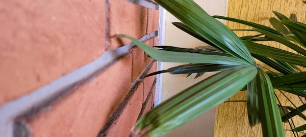 brick wall background with decorative home plant in brazil on a sunny day