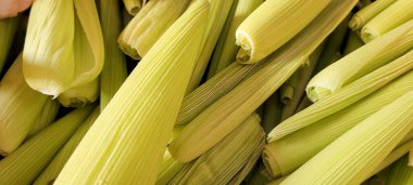 green corn cobs of harvest in the interior of Brazil